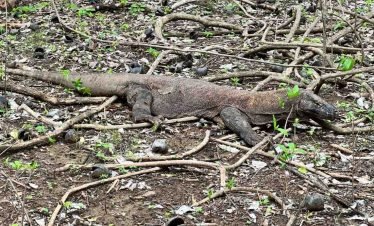 Discover Komodo dragons on a tour from Labuan Bajo