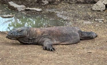 Family enjoying Komodo Dragon adventure tour on Komodo Island