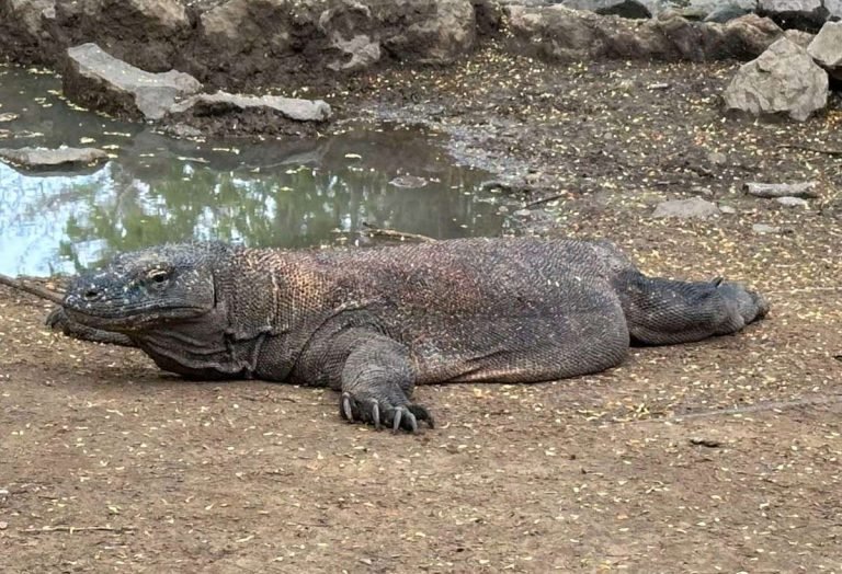 Family enjoying Komodo Dragon adventure tour on Komodo Island