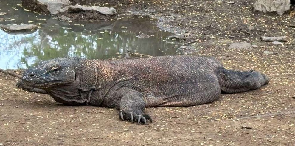 Komodo Discovery: Island Hopping & Dragon Encounters 3 Family enjoying Komodo Dragon adventure tour on Komodo Island
