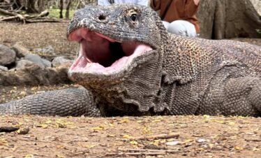 Komodo dragon resting on the ground among mangroves.