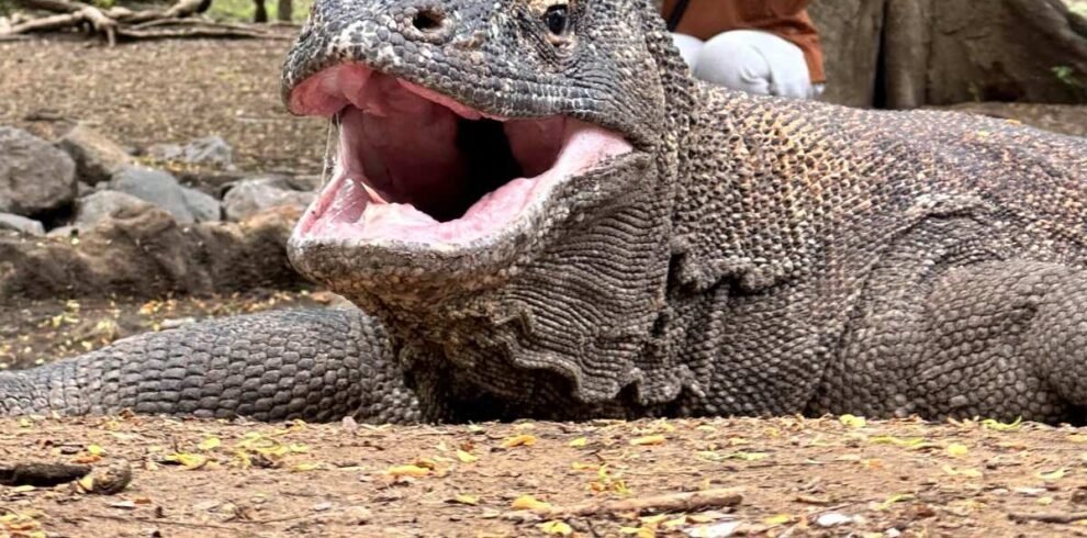 Komodo dragon resting on the ground among mangroves.
