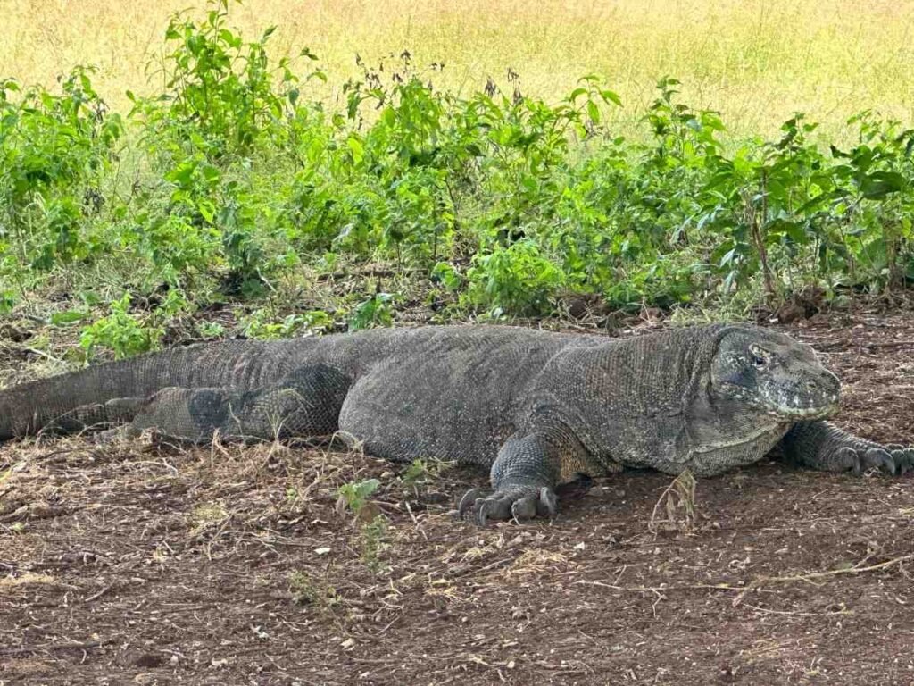 Komodo dragon lying on a dirt ground with green foliage in the background.