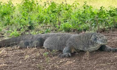 Komodo dragon lying on a dirt ground with green foliage in the background.