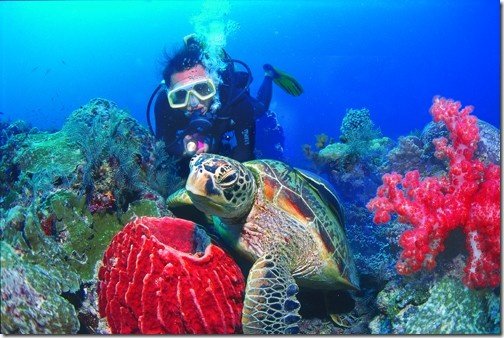 Scuba diving in Flores surrounded by colorful tropical fish