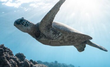 Sea turtle swimming underwater in Siaba Bay, Komodo