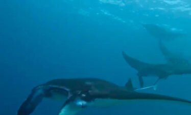 Manta Rays swimming beneath snorkelers at Manta Point