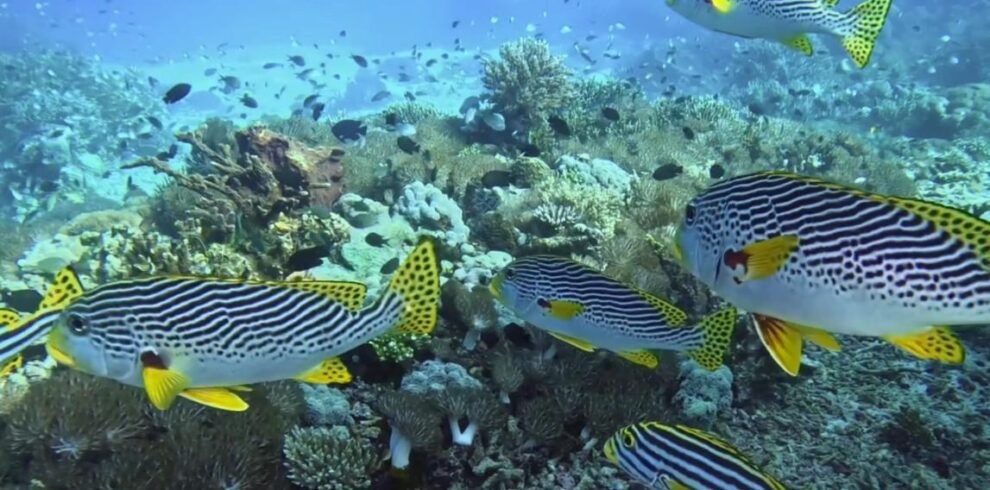 Experience the best of the Komodo Archipelago on an unforgeable day cruise! 3 Colorful striped reef fish swimming near coral in Komodo