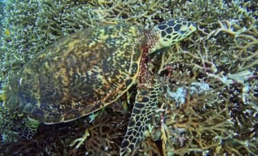 Sea turtle resting on vibrant coral reef in Komodo National Park