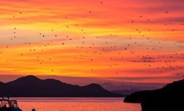 Flying fox bats flying over Kalong Island at sunset with boat in Labuan Bajo