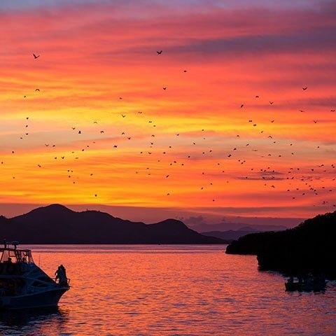 Flying fox bats flying over Kalong Island at sunset with boat in Labuan Bajo