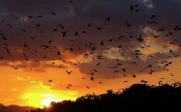 Flying fox sunset at Kalong Island during fishing and snorkeling tour from Labuan Bajo