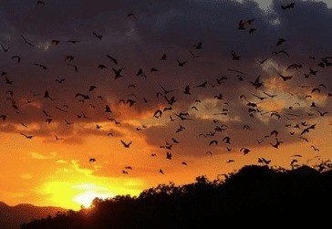 Flying fox sunset at Kalong Island during fishing and snorkeling tour from Labuan Bajo