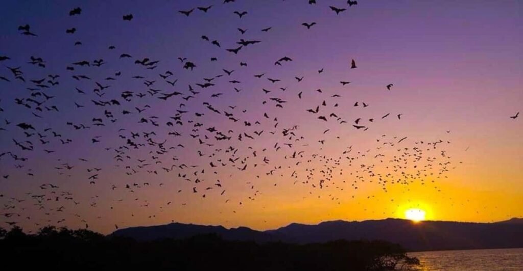 Large group of flying fox bats flying across sunset sky at Kalong Island