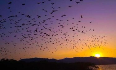 Large group of flying fox bats flying across sunset sky at Kalong Island