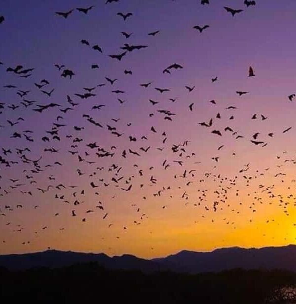 Large group of flying fox bats flying across sunset sky at Kalong Island