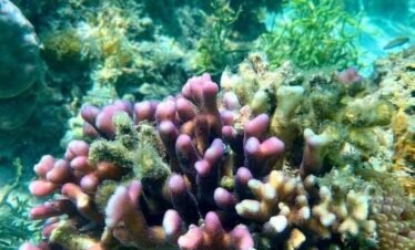 Snorkeling over colorful coral reefs in Komodo waters