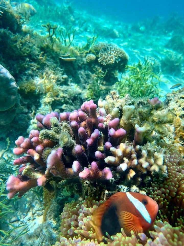 Snorkeling over colorful coral reefs in Komodo waters