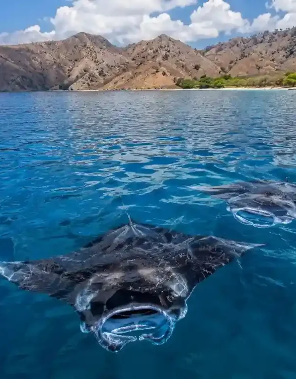 Manta rays swimming in the clear blue waters of Manta Point Komodo National Park