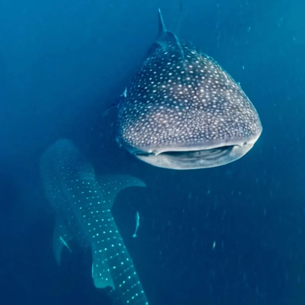 Close-up underwater view of a whale shark in Indonesia