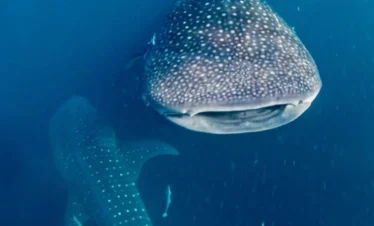 Close-up underwater view of a whale shark in Indonesia