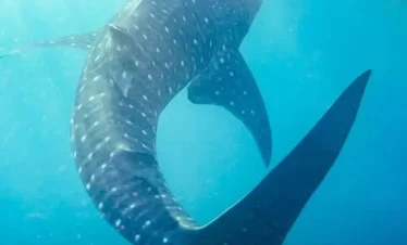 Tourists swimming with whale sharks in the clear blue waters of Indonesia