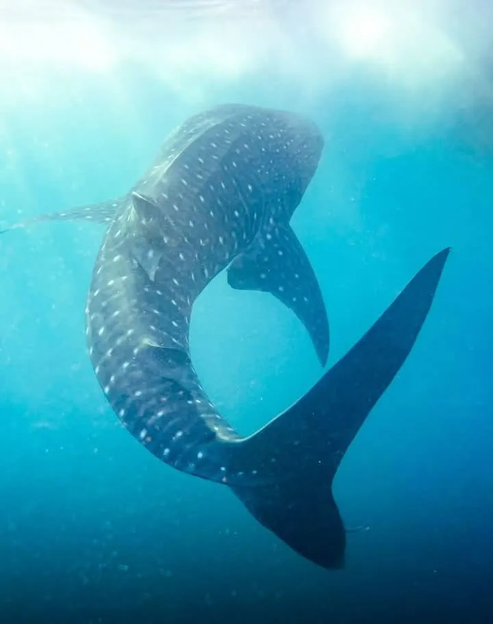 Tourists swimming with whale sharks in the clear blue waters of Indonesia