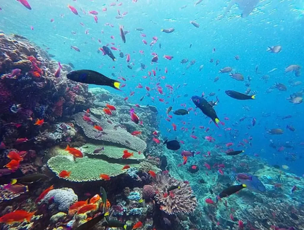 Colorful coral reef and tropical fish at a snorkeling site near Hatamin Island