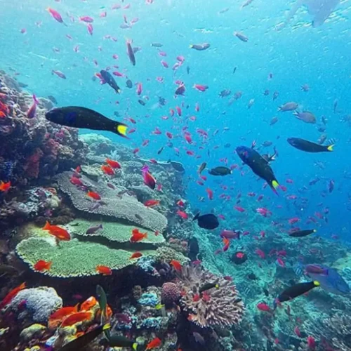 Colorful coral reef and tropical fish at a snorkeling site near Hatamin Island