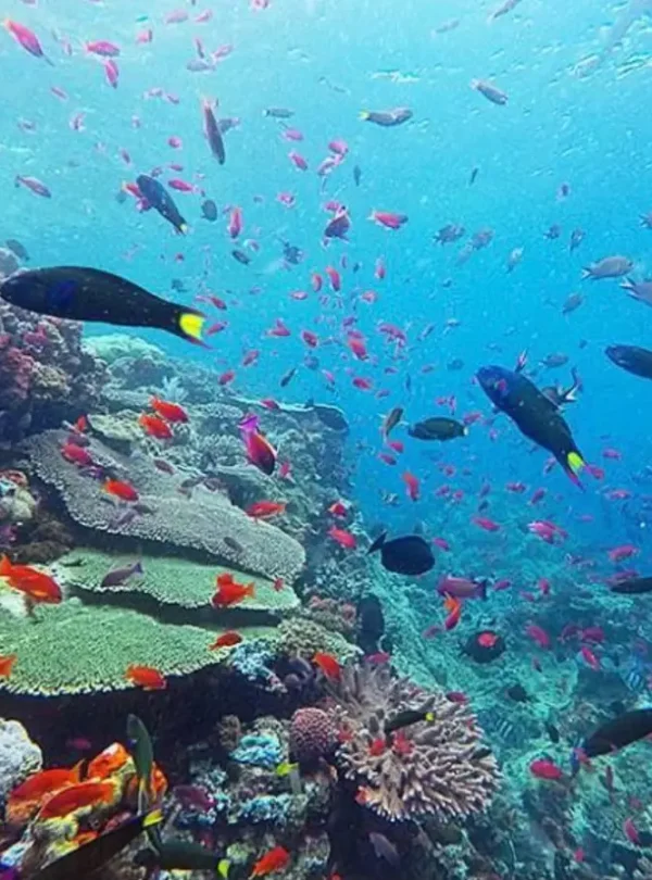 Colorful coral reef and tropical fish at a snorkeling site near Hatamin Island