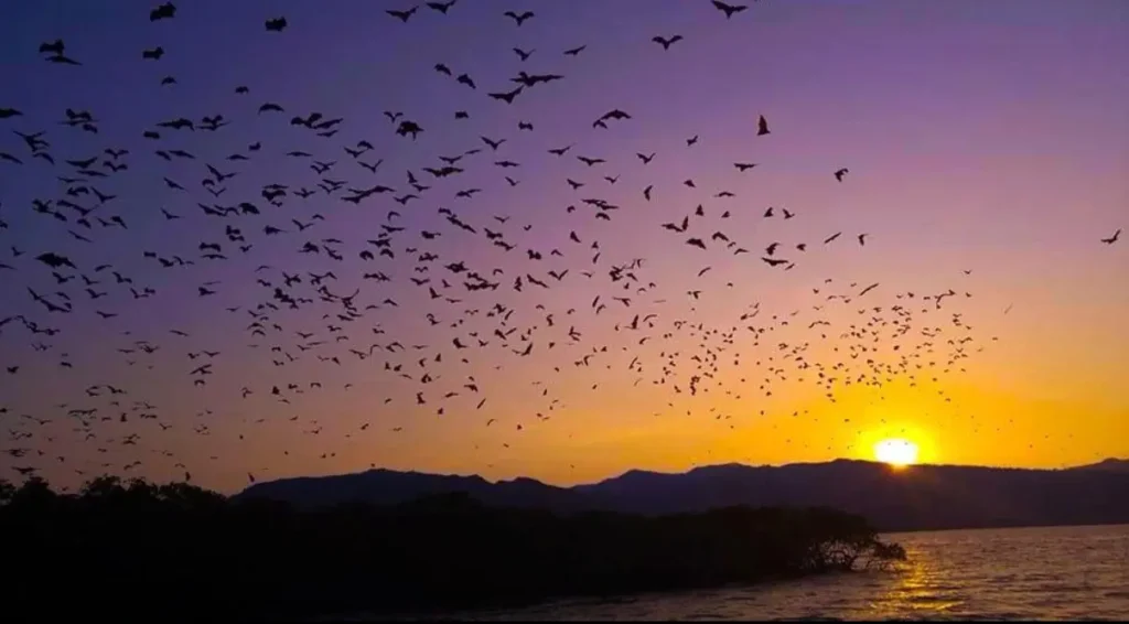 Flying foxes flying across the sunset sky near Kalong Island in Komodo National Park