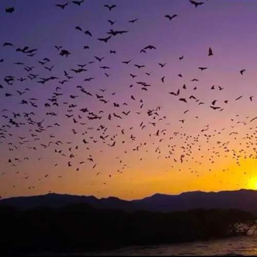 Flying foxes silhouetted against the sunset at Kalong Island near Labuan Bajo