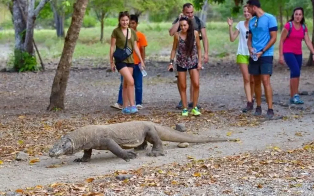Komodo dragon walking along a trail with visitors observing from a safe distance