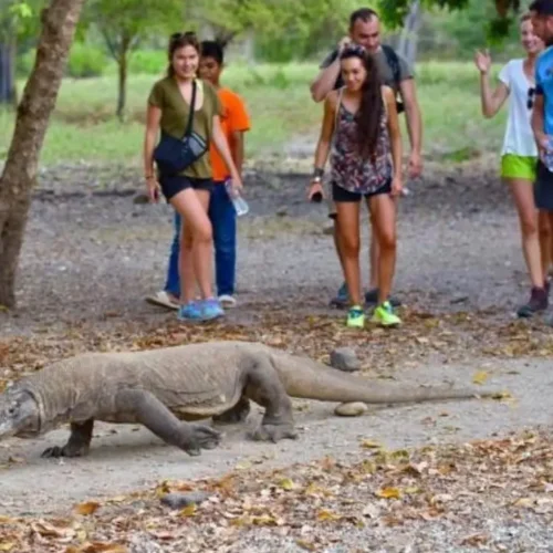 Komodo dragon walking along a trail with visitors observing from a safe distance