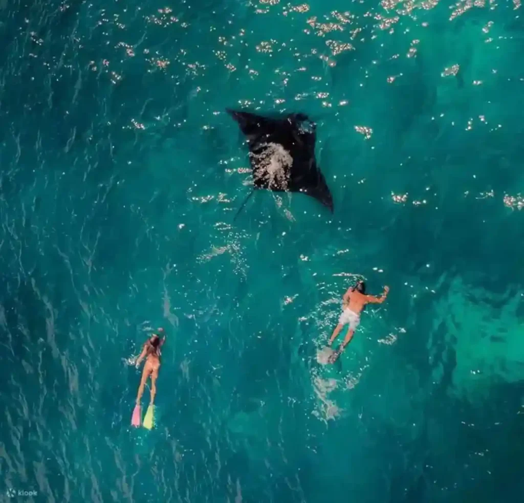 Snorkelers swimming near a manta ray in the clear waters of Komodo National Park