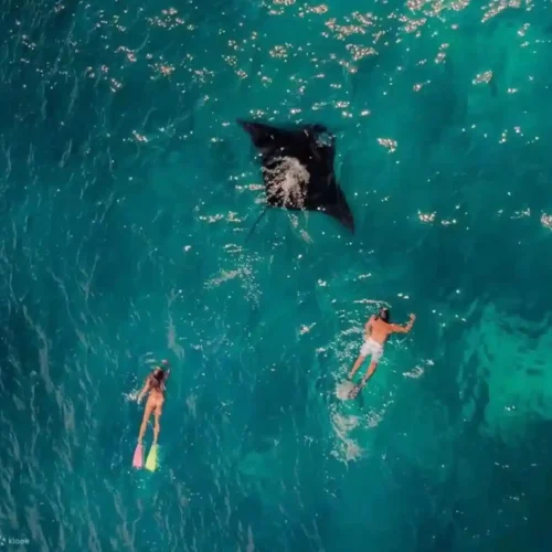 Snorkelers swimming near a manta ray in the clear waters of Komodo National Park