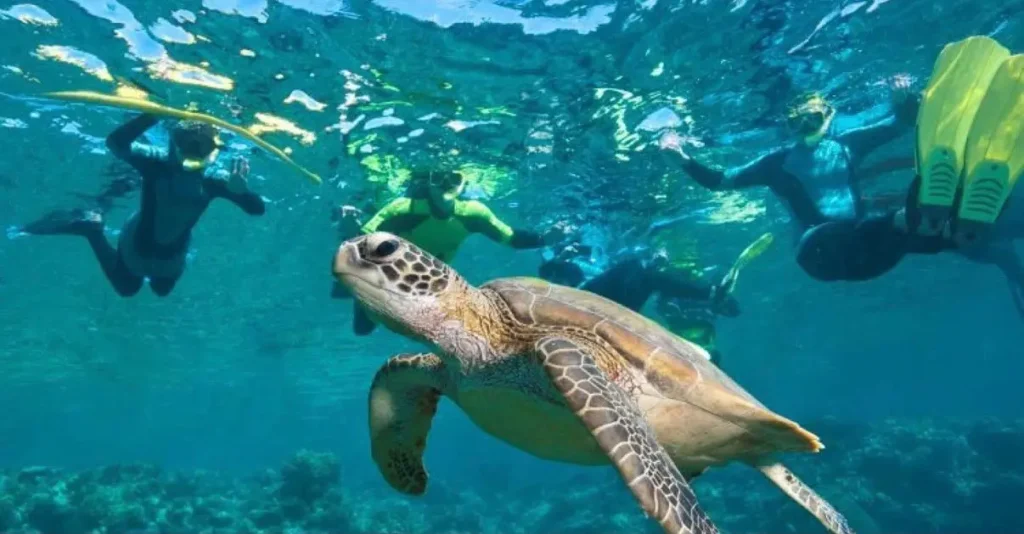 Sea turtle swimming near snorkelers in the clear waters of the Komodo Islands