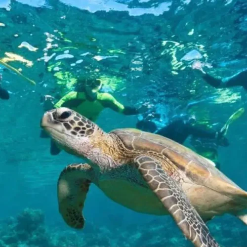 Sea turtle swimming near snorkelers in the clear waters of the Komodo Islands