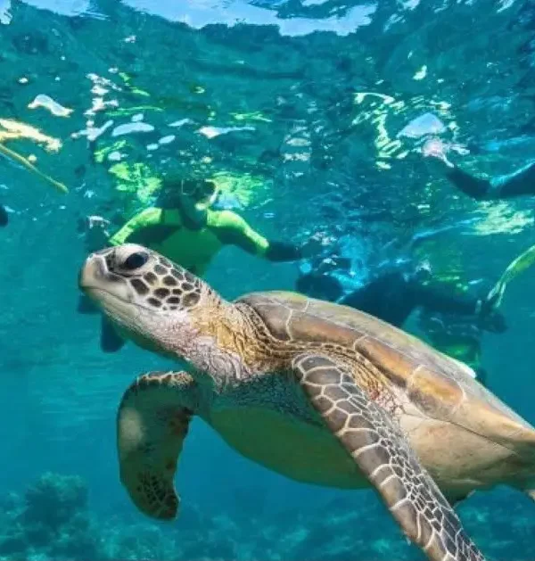 Sea turtle swimming near snorkelers in the clear waters of the Komodo Islands